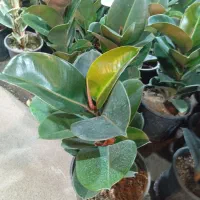 انواع فیکوس و بنسای جیسینگ|گل و گیاه طبیعی|رشت, حمیدیان|دیوار