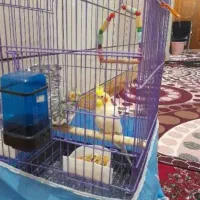 نر وماده دستی با قفس