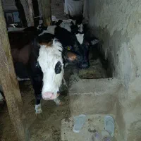 فروشدوراسگاوگوشتی|حیوانات مزرعه|کوراییم, |دیوار