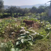 ۳تاگوساله دورگ جرسی وچالوسی|حیوانات مزرعه|احمدسرگوراب, |دیوار