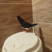 خوشرنگ بی عیب کازرون