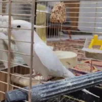 عروس هلندی حرفه ای|پرنده|زرند, |دیوار