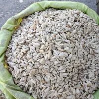 تخمه سفید آفتابگردان