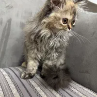 واگذاری گربه پرشین|گربه|مهاباد (آذربایجان غربی), |دیوار