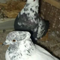 دو جفت کپوت کله ای