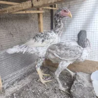 مرغ خروس لاری طوسی جفت طاوس