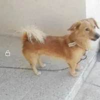 سگ نگهبان