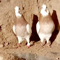 پرنده توق|پرنده|بیستون, |دیوار