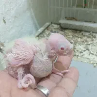 جوجه عروس لوتینو