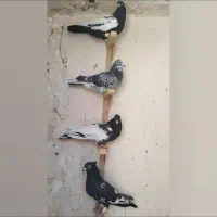 کفتر