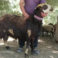 بره قوچ