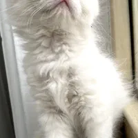 بریتیش|گربه|کرمانشاه, |دیوار