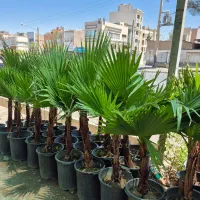 درخت نخل پالم بادبزنی *گلخانه من*|گل و گیاه طبیعی|بیرجند, |دیوار