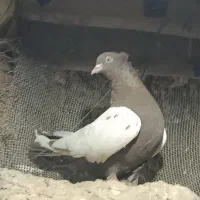 سینه ماده عروسک ۴۵۰