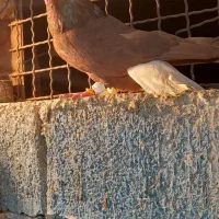 چهار عدد نر رنگی|پرنده|سوسنگرد, |دیوار