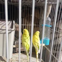 مرغ عشق|پرنده|شیراز, نیستان|دیوار