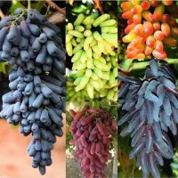 نهال انگور ترکمن درخت انگور بیدانه سیاه ،نهالستان|خدمات باغبانی و درختکاری|مشهد, خواجه ربیع|دیوار