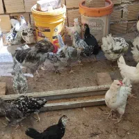 مرغ طوسی و پنگوئنی و نیمچه مرغ و خروس وجوجه