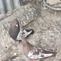 فروش جفت سینه سرخ با سینه تافتی|پرنده|شیراز, حومه شیراز|دیوار