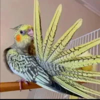 قبول واگذاری پرنده