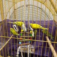 فروش مرغ عشق نژاد اسپانگل جوان و خوش رنگ