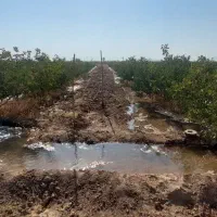 باغ پسته اکبری