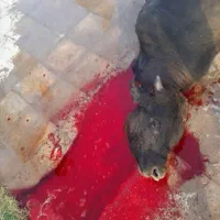 قصاب ذبح گوسفند|خدمات پذیرایی، مراسم|کرمان, |دیوار