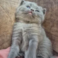 بچه گربه اسکاتیش اصیل|گربه|کرمان, |دیوار