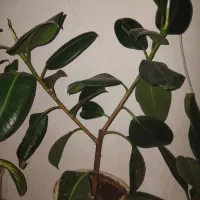 گل طبیعی بخاطرکمبودجای