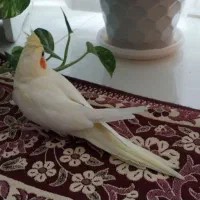 عروس هلندی لوتینو (زعفرانی)|پرنده|خمینیشهر, |دیوار