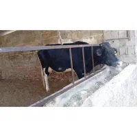 گاو هلشتاین شیری