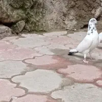 کفتر کبوتر کله دمسبز گمشده|پرنده|محمدشهر, ولدآباد|دیوار