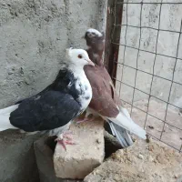 حراج کفتر پرشی و طاووسی و مگسی|پرنده|مهریز, |دیوار