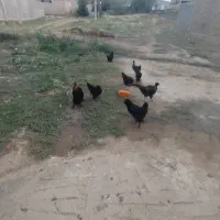 پنج عدد مرغ پاپر و یک عدد خروس پاپر