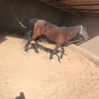 اسب نریون|اسب و تجهیزات اسبسواری|زابل, |دیوار