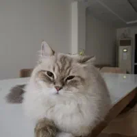 گربه گمشده منطقه عاشوری