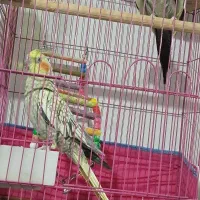 یک جفت عروس هلندی سخنگو