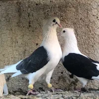 کفتر دوکتی|پرنده|شیراز, اصلاح‌نژاد|دیوار