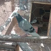 کفتر افغان|پرنده|میانه, |دیوار