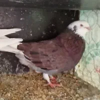 نر قلاقی ازم رفته امانت بوده