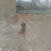 ماده عراقی|سگ|مشگین شهر, |دیوار