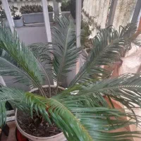 سیکاس ۱۸ ساله