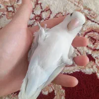 طوطی برزیلی دستی|پرنده|مریوان, |دیوار