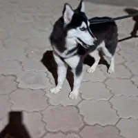 اهواز ویس باوی|سگ|اهواز, زرگان|دیوار