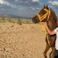 اسب عرب|اسب و تجهیزات اسبسواری|عقدا, |دیوار