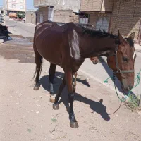 اسب|اسب و تجهیزات اسبسواری|قزوین, |دیوار