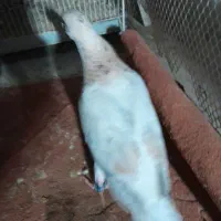 سار قزوینی|پرنده|نیشابور, هفده شهریور|دیوار