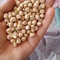 شش کیسه نخود درشت و دوکیسه نخود چگنی ریز دارم