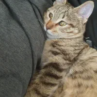 واگذاری رایگان گربه|گربه|مبارکه, |دیوار