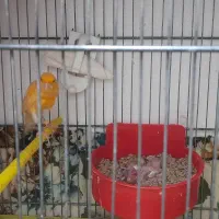 قناری جفت نر ماده اماده|پرنده|سیرجان, |دیوار